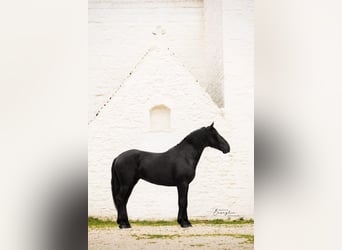 Murgese, Stallion, 3 years, 16 hh, Black