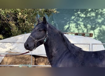 Murgese, Stallion, 3 years, 16 hh, Black