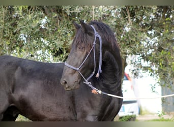 Murgese, Stallion, 3 years, 16 hh, Black