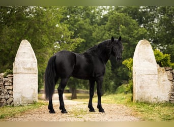 Murgese, Stallion, 3 years, 16 hh, Black