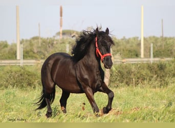 Murgese, Hengst, 3 Jahre, 16 hh, Rappe