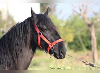 Murgese, Stallion, 3 years, 16 hh, Black