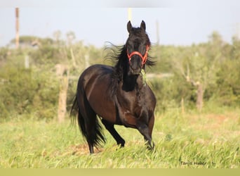 Murgese, Stallion, 3 years, 16 hh, Black