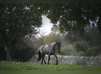 Murgese, Stallion, 3 years, 16 hh, Roan-Blue