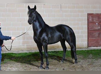 Murgese, Stallion, 3 years, Black
