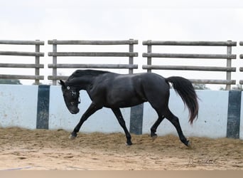 Murgese, Stallion, 4 years, 15.1 hh, Black