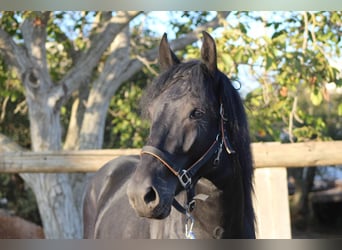 Murgese, Stallion, 4 years, 15.2 hh, Black