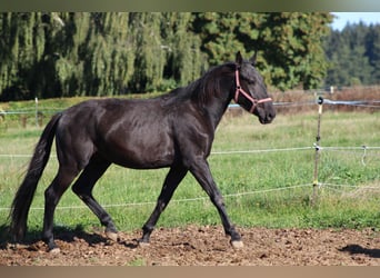 Murgese, Stallion, 4 years, 15.3 hh, Black