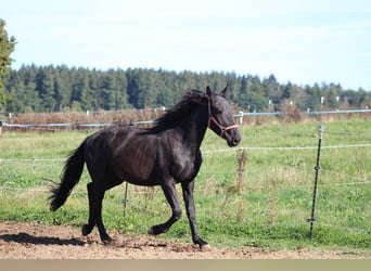 Murgese, Stallion, 4 years, 15.3 hh, Black