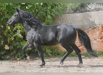 Murgese, Stallion, 4 years, 15,1 hh, Black