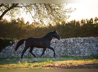 Murgese, Stallion, 4 years, 15,2 hh, Black