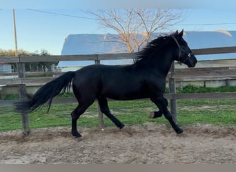 Murgese, Stallion, 4 years, 15,3 hh, Black