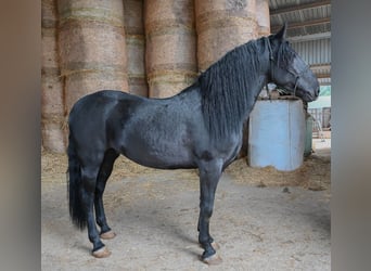 Murgese, Stallion, 4 years, Black
