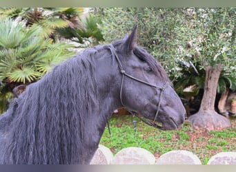 Murgese, Stallion, 4 years, Black