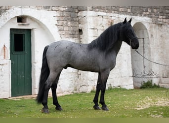 Murgese, Stallion, 7 years, 15.2 hh, Roan-Blue