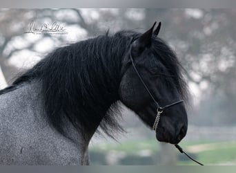 Murgese, Stallion, 7 years, 15,2 hh, Roan-Blue