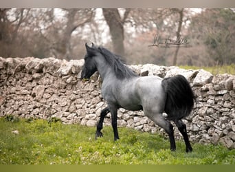 Murgese, Stallion, 7 years, 15,2 hh, Roan-Blue