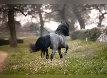 Murgese, Stallion, 7 years, 15,2 hh, Roan-Blue