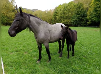 Murgese Mix, Stallion, Foal (06/2026), Black