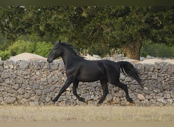 Murgese, Stallone, 2 Anni, 147 cm, Morello