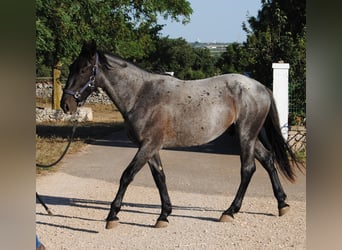 Murgese, Stallone, 2 Anni, 154 cm, Roano blu