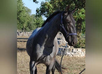 Murgese, Stallone, 2 Anni, 154 cm, Roano blu