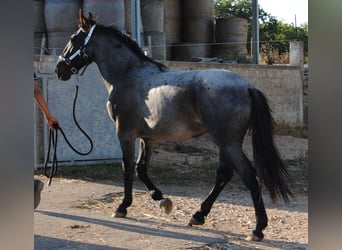 Murgese, Stallone, 2 Anni, 154 cm, Roano blu