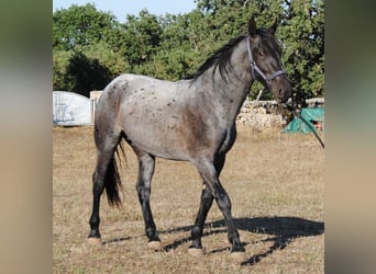 Murgese, Stallone, 2 Anni, 154 cm, Roano blu