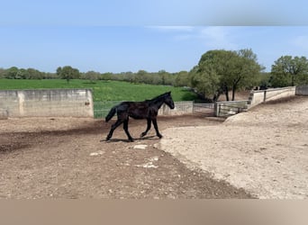 Murgese, Stallone, 2 Anni, 157 cm, Morello
