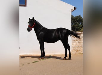 Murgese, Stallone, 2 Anni, 157 cm, Morello