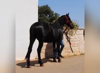 Murgese, Stallone, 2 Anni, 157 cm, Morello