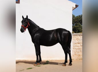 Murgese, Stallone, 2 Anni, 157 cm, Morello