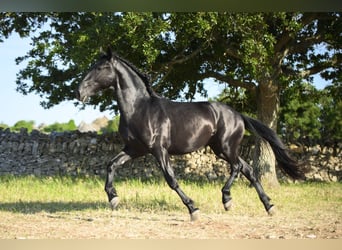 Murgese, Stallone, 2 Anni, 158 cm, Morello