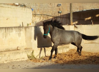 Murgese, Stallone, 2 Anni, 160 cm