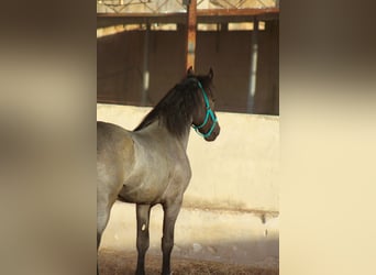 Murgese, Stallone, 2 Anni, 160 cm