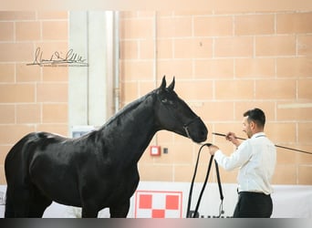 Murgese, Stallone, 2 Anni, 160 cm, Morello