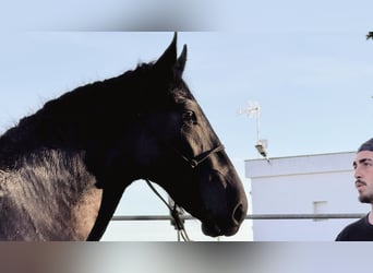 Murgese, Stallone, 2 Anni, 160 cm, Morello