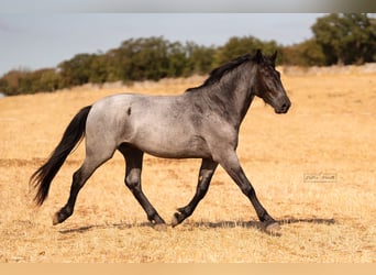 Murgese, Stallone, 2 Anni, 160 cm, Roano blu