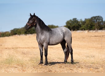 Murgese, Stallone, 2 Anni, 160 cm, Roano blu