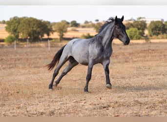 Murgese, Stallone, 2 Anni, 160 cm, Roano blu