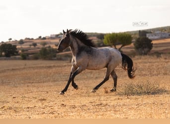 Murgese, Stallone, 2 Anni, 160 cm, Roano blu