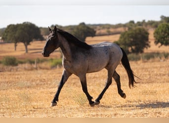 Murgese, Stallone, 2 Anni, 160 cm, Roano blu