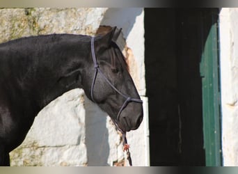 Murgese, Stallone, 2 Anni, 161 cm, Morello