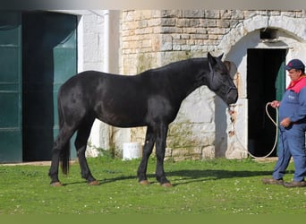 Murgese, Stallone, 2 Anni, 161 cm, Morello