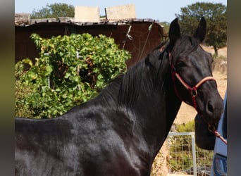 Murgese, Stallone, 2 Anni, 164 cm, Morello