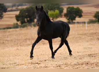 Murgese, Stallone, 2 Anni, 164 cm, Morello