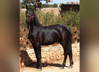 Murgese, Stallone, 2 Anni, 164 cm, Morello