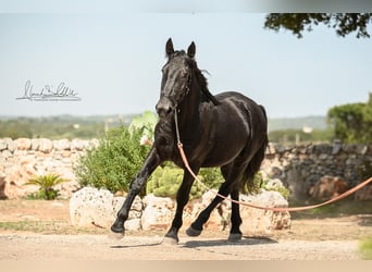 Murgese, Stallone, 2 Anni, 164 cm, Morello