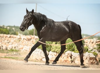 Murgese, Stallone, 2 Anni, 164 cm, Morello
