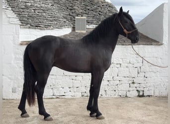 Murgese, Stallone, 2 Anni, 165 cm, Morello